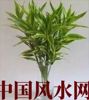 儋州十二生肖养什么植物最旺财运？你知道吗！